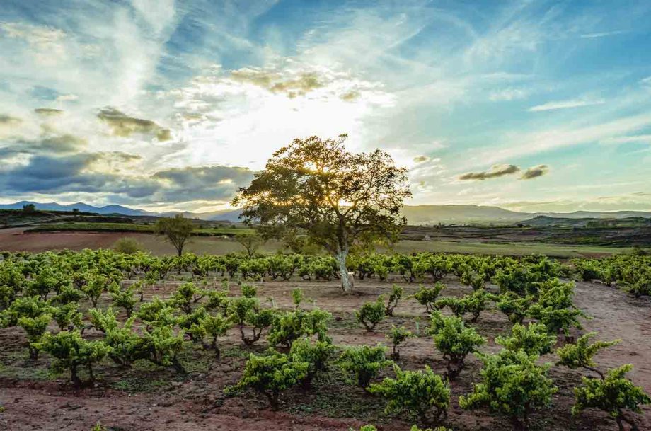 Grapes growing in Alto Najerilla Valley in the foothills of the Sierra de la Demanda in Rioja, Spain as part of the Viñedos El Pacto project