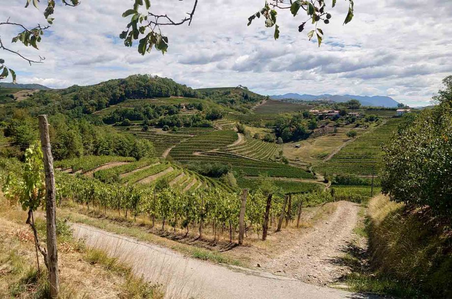 Vineyards in Brda, Slovenia